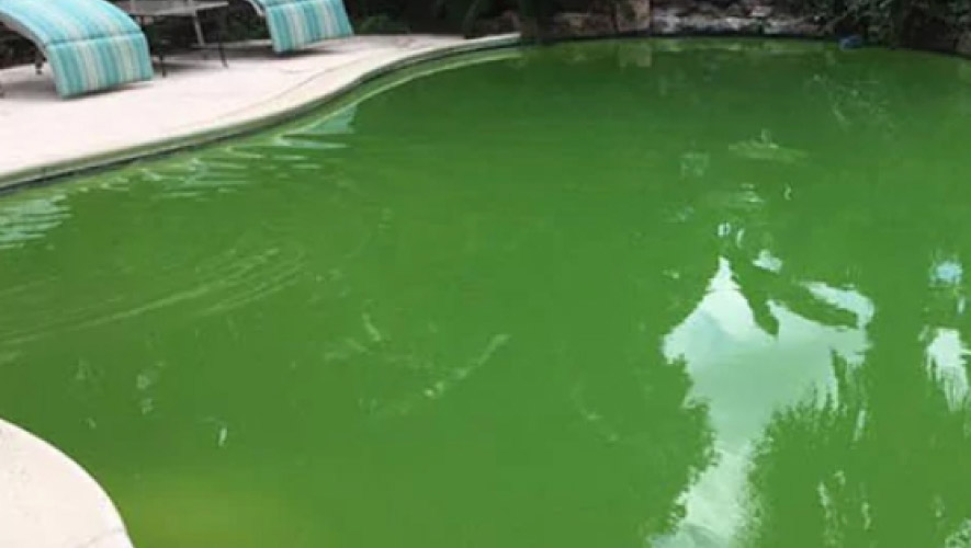 Green Colored Water in the Pool