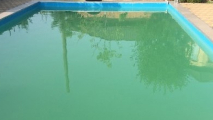 Green Algae in the Swimming Pool